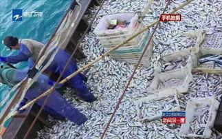 小黄鱼新闻爆料,揭秘事件背后真相